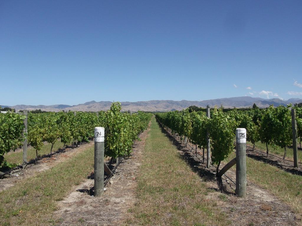 Marlborough Vintners Accommodation 布伦海姆 外观 照片