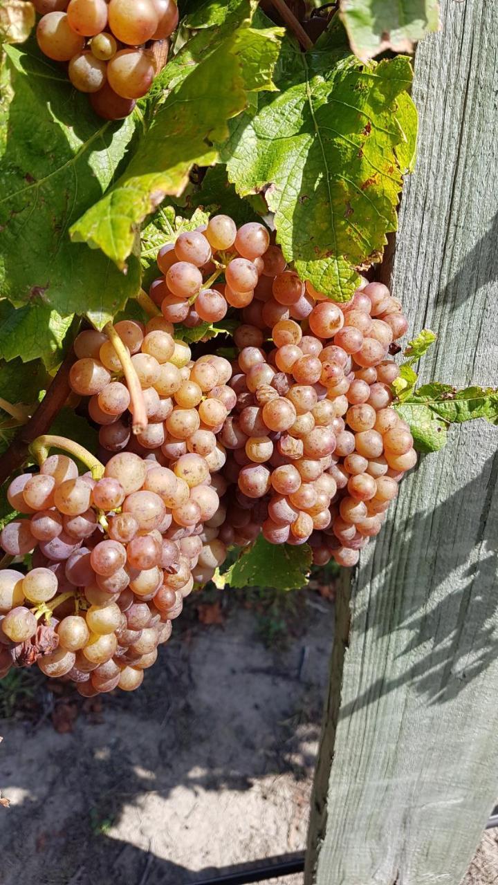 Marlborough Vintners Accommodation 布伦海姆 外观 照片